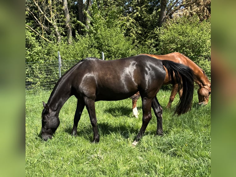 Deutsches Reitpferd Stute 4 Jahre 160 cm Rappe in Amt Creuzburg