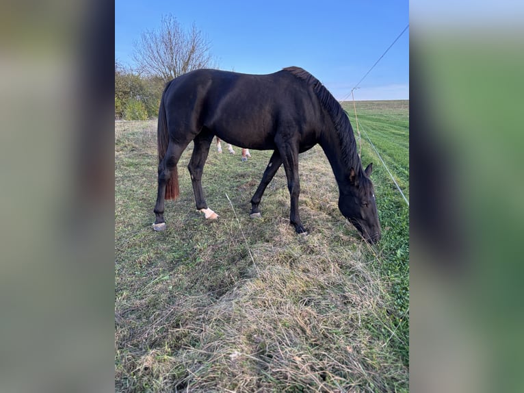 Deutsches Reitpferd Stute 4 Jahre 160 cm Rappe in Amt Creuzburg