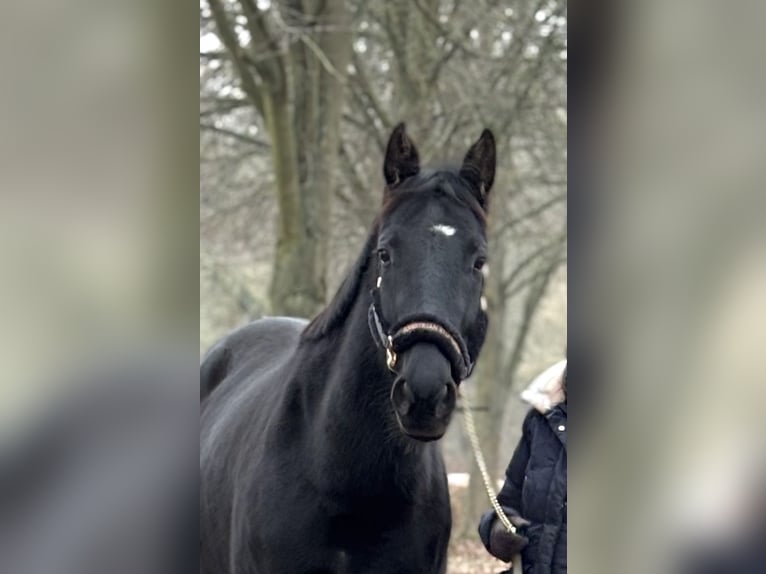 Deutsches Reitpferd Stute 4 Jahre 160 cm Rappe in Amt Creuzburg
