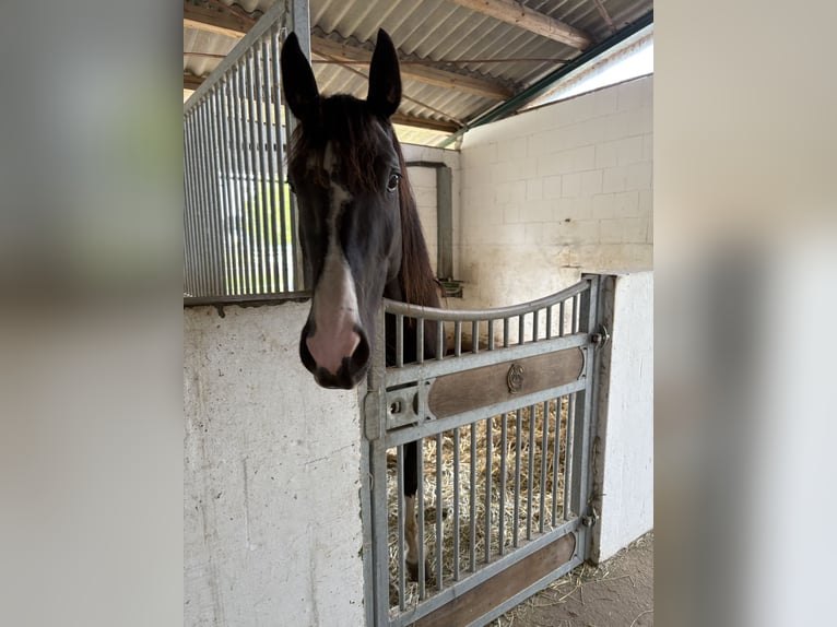 Deutsches Reitpferd Stute 4 Jahre 160 cm Rappe in Alpen