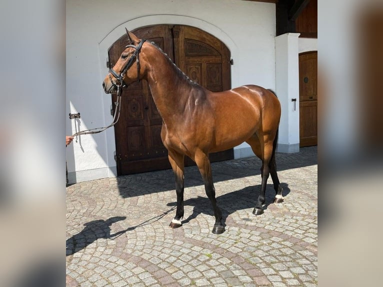 Deutsches Reitpferd Stute 4 Jahre 162 cm Brauner in Weilheim in Oberbayern