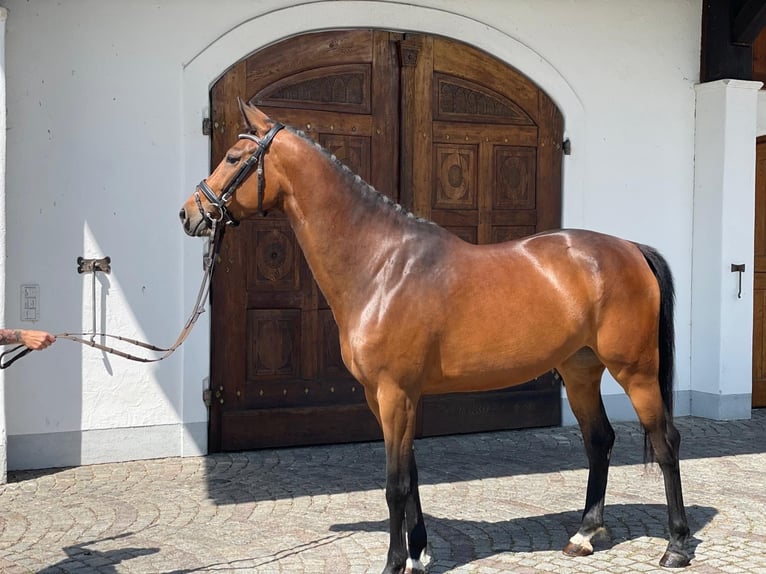 Deutsches Reitpferd Stute 4 Jahre 162 cm Brauner in Weilheim in Oberbayern