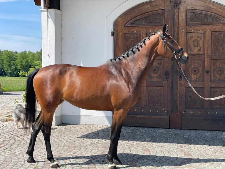 Deutsches Reitpferd Stute 4 Jahre 162 cm Brauner in Weilheim in Oberbayern