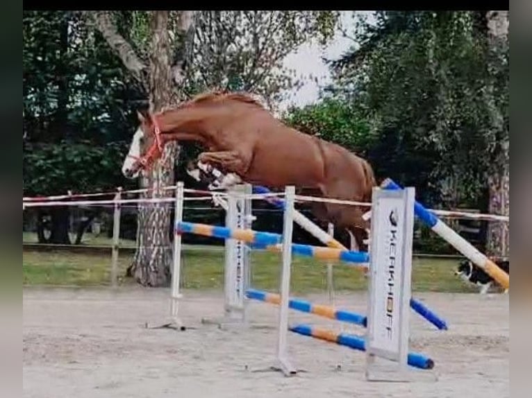 Deutsches Reitpferd Stute 4 Jahre 162 cm Fuchs in Wesel
