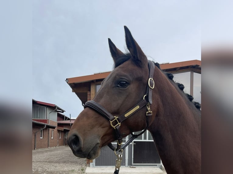 Deutsches Reitpferd Stute 4 Jahre 163 cm Brauner in L&#xF6;hne