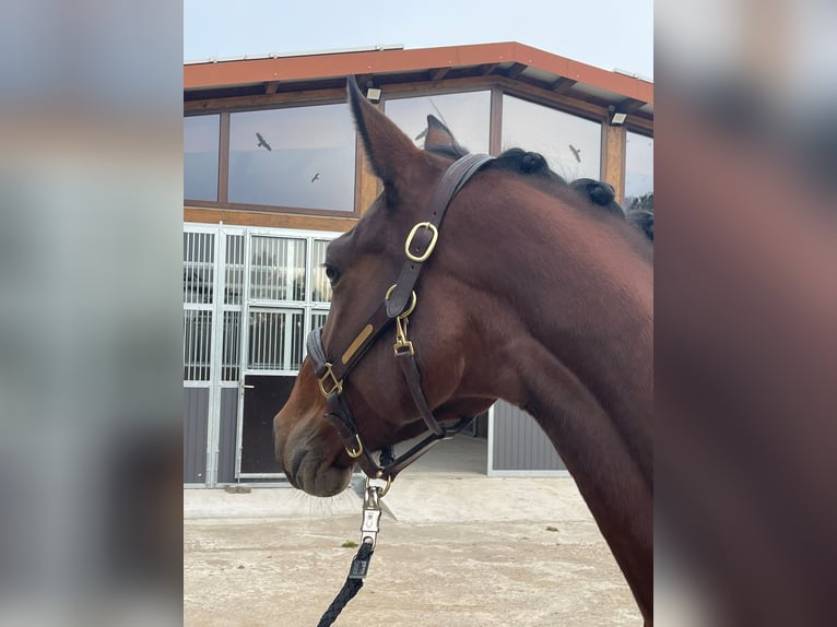 Deutsches Reitpferd Stute 4 Jahre 163 cm Brauner in L&#xF6;hne