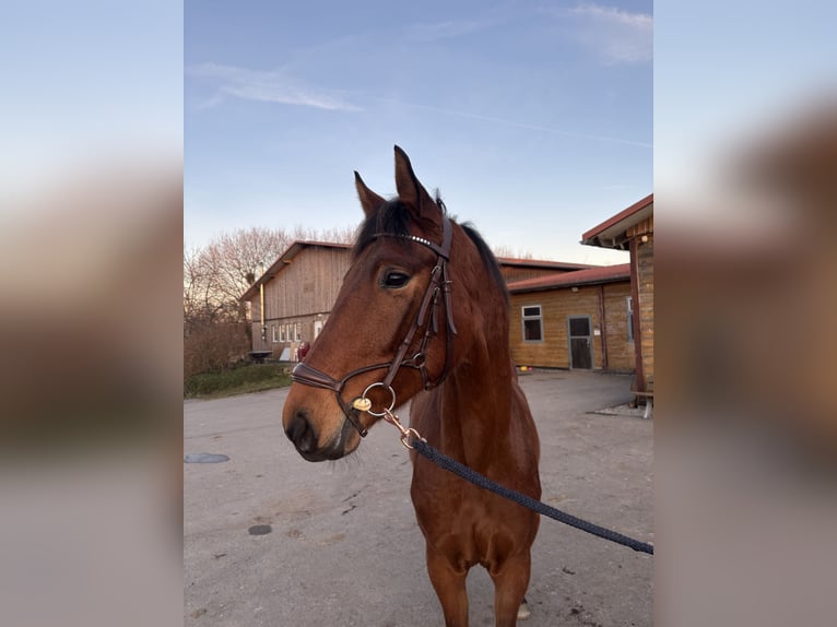 Deutsches Reitpferd Stute 4 Jahre 163 cm Dunkelbrauner in Waiblingen