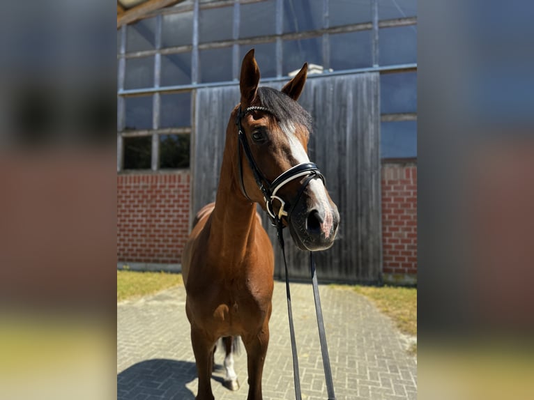 Deutsches Reitpferd Stute 4 Jahre 163 cm Dunkelfuchs in Emsdetten