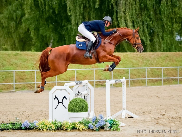 Deutsches Reitpferd Stute 4 Jahre 163 cm Dunkelfuchs in Verden