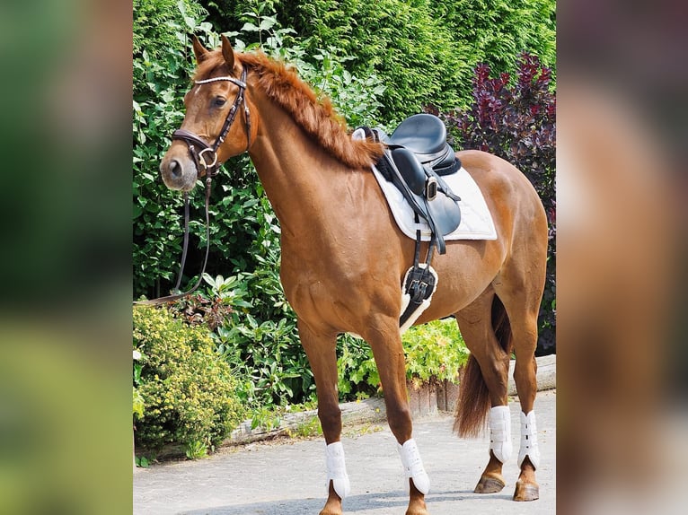 Deutsches Reitpferd Stute 4 Jahre 164 cm Fuchs in Meinerzhagen