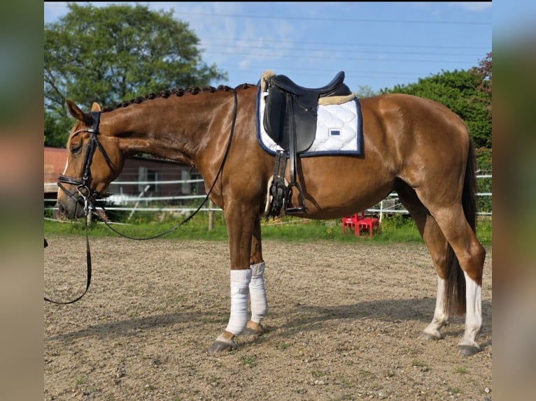 Deutsches Reitpferd Stute 4 Jahre 164 cm Fuchs in MoormerlandMoormerland