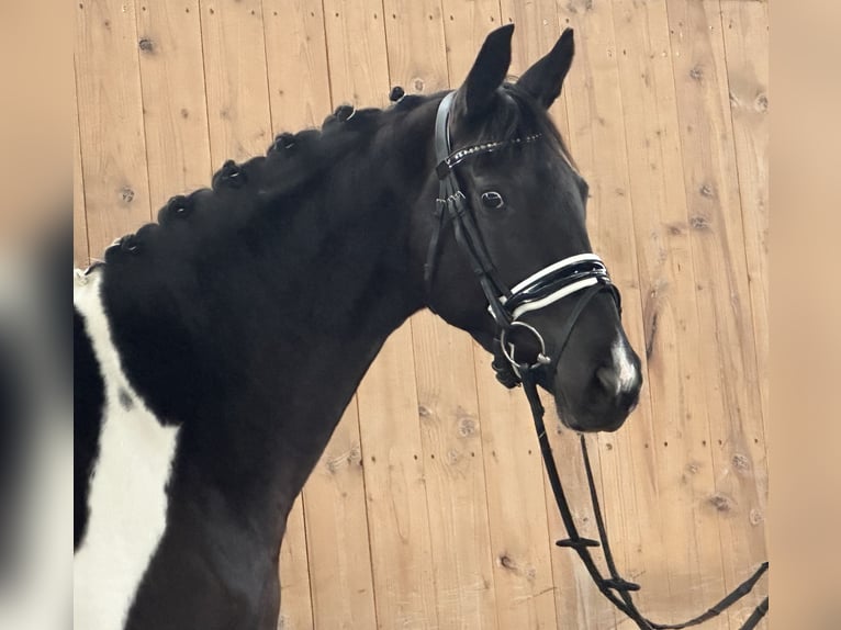 Deutsches Reitpferd Stute 4 Jahre 164 cm Schecke in Riedlingen