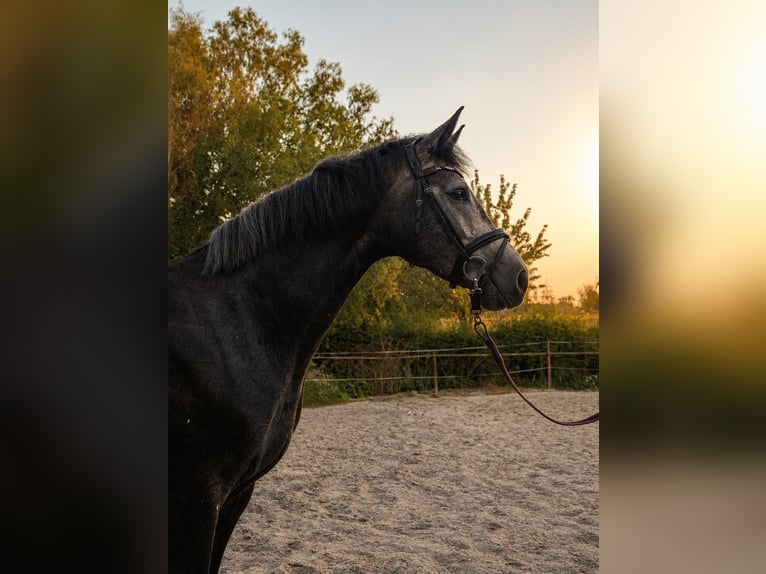 Deutsches Reitpferd Stute 4 Jahre 164 cm Schimmel in Unna