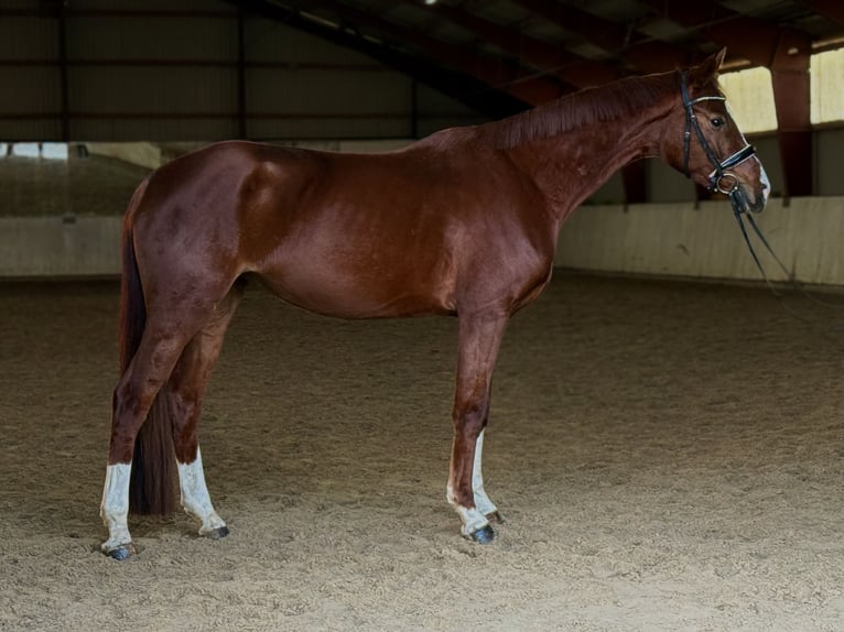 Deutsches Reitpferd Stute 4 Jahre 165 cm Fuchs in Kietz