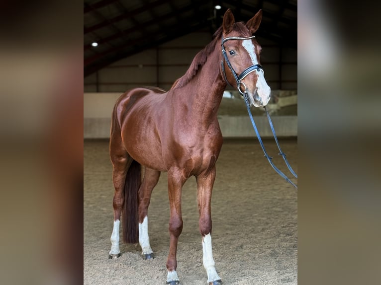 Deutsches Reitpferd Stute 4 Jahre 165 cm Fuchs in Kietz