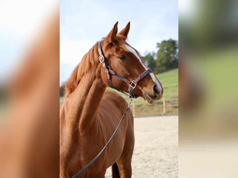 Deutsches Reitpferd Stute 4 Jahre 165 cm Fuchs in Uhlstädt-Kirchhasel