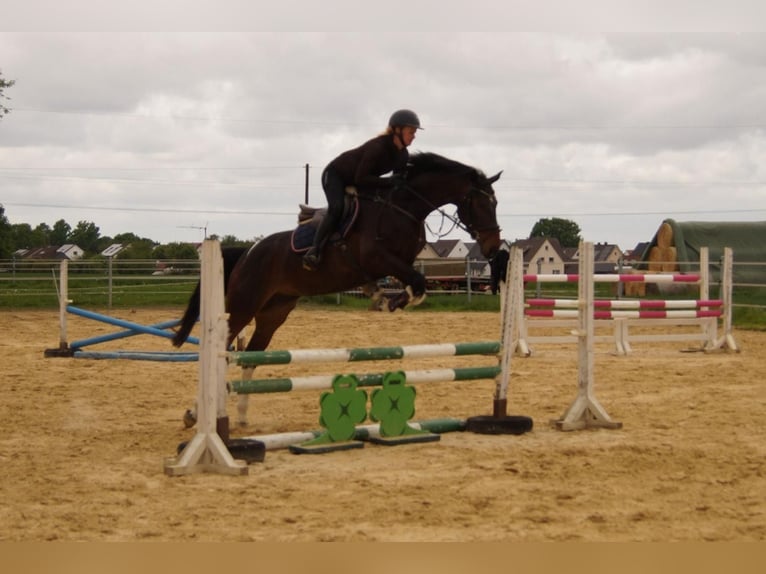 Deutsches Reitpferd Stute 4 Jahre 165 cm Schecke in Salzkotten