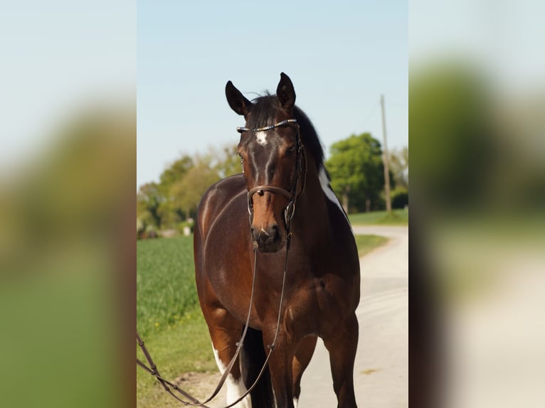 Deutsches Reitpferd Stute 4 Jahre 165 cm Schecke in Salzkotten