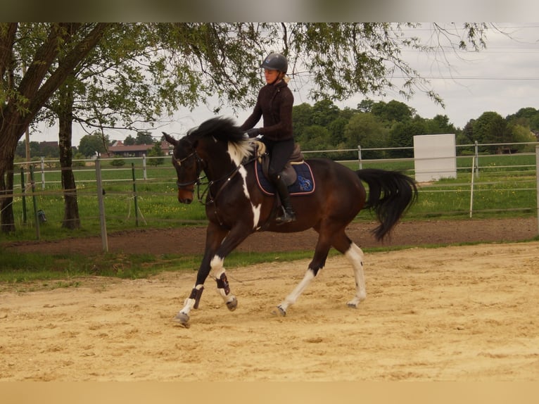 Deutsches Reitpferd Stute 4 Jahre 165 cm Schecke in Salzkotten