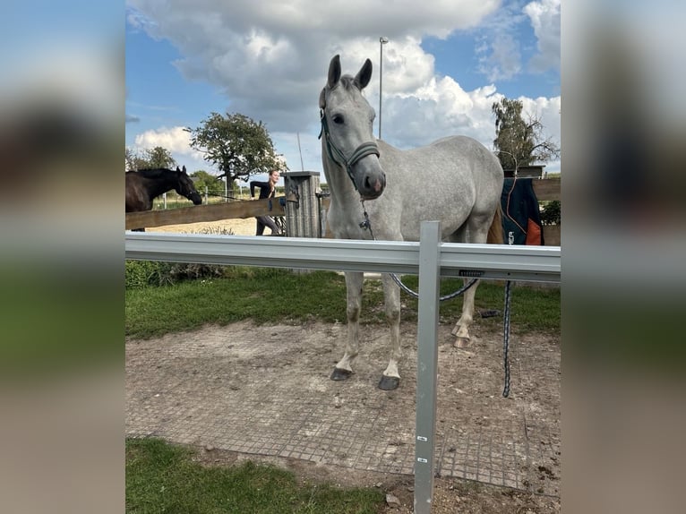Deutsches Reitpferd Stute 4 Jahre 165 cm Schimmel in Hainichen
