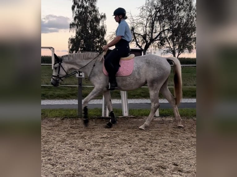 Deutsches Reitpferd Stute 4 Jahre 165 cm Schimmel in Hainichen