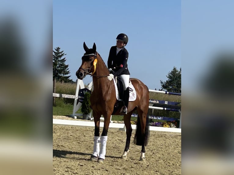 Deutsches Reitpferd Stute 4 Jahre 167 cm Brauner in Vlotho
