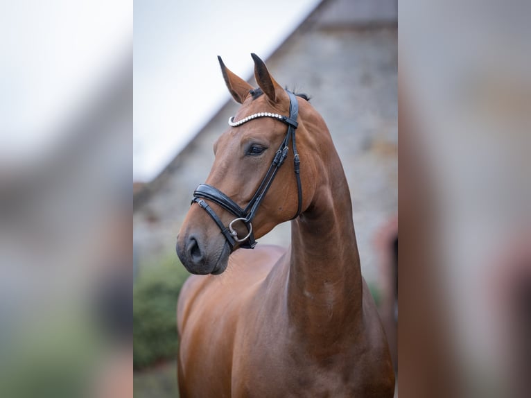 Deutsches Reitpferd Stute 4 Jahre 167 cm Brauner in Bramsche