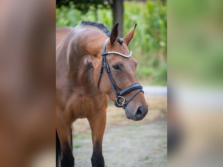 Deutsches Reitpferd Stute 4 Jahre 167 cm Brauner in Bramsche