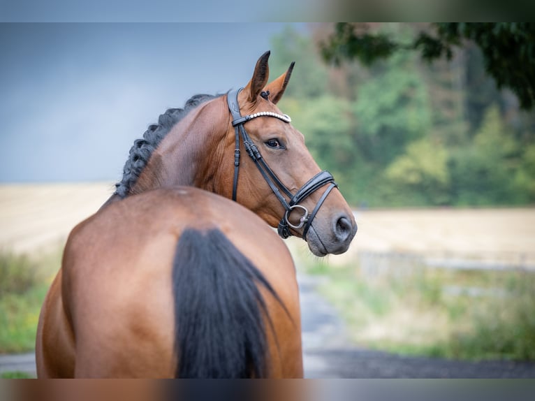 Deutsches Reitpferd Stute 4 Jahre 167 cm Brauner in Bramsche