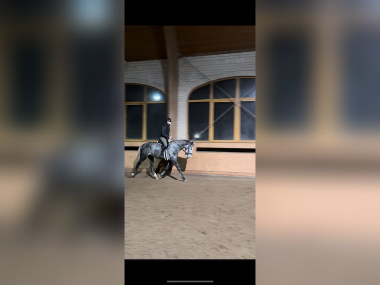 Deutsches Reitpferd Stute 4 Jahre 168 cm Apfelschimmel in Wittichenau