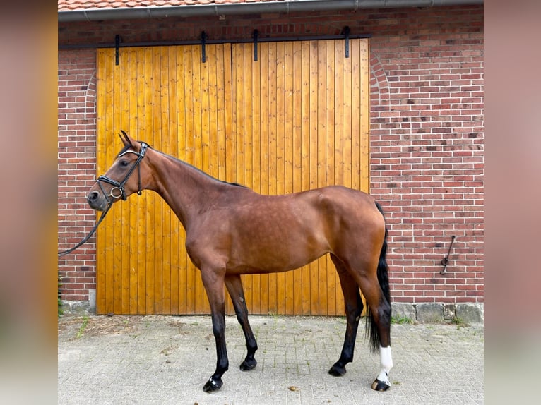 Deutsches Reitpferd Stute 4 Jahre 168 cm Brauner in Lengerich