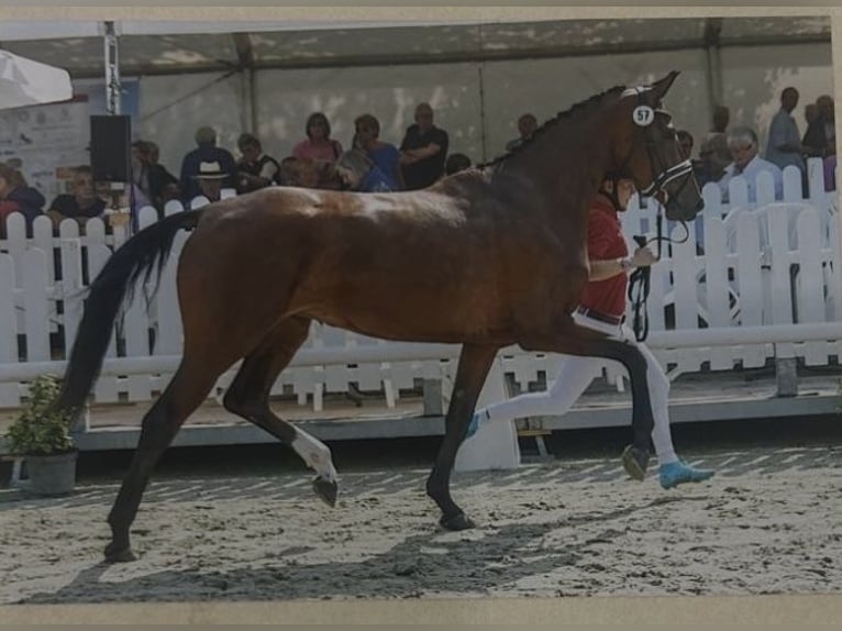 Deutsches Reitpferd Stute 4 Jahre 168 cm Brauner in Lengerich