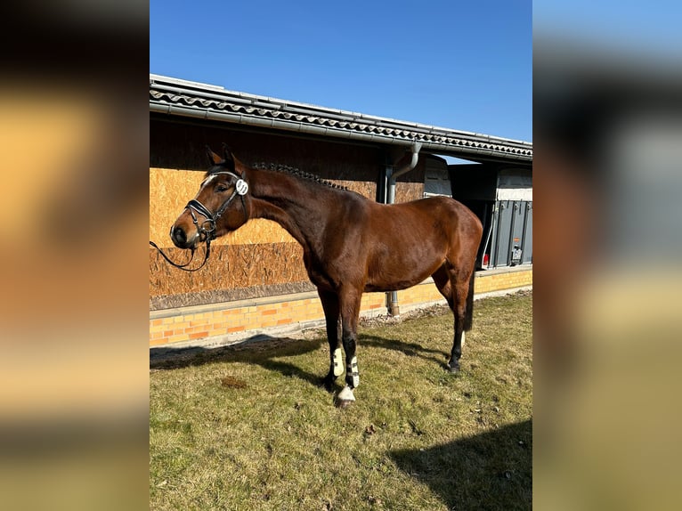 Deutsches Reitpferd Stute 4 Jahre 168 cm Brauner in Lengenfeld