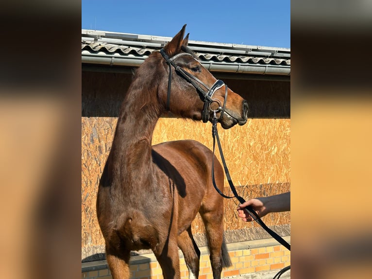 Deutsches Reitpferd Stute 4 Jahre 168 cm Brauner in Lengenfeld