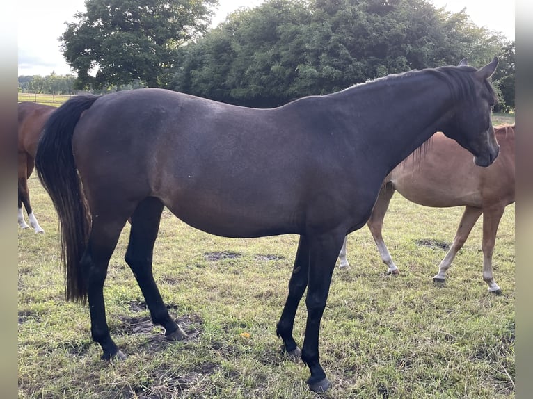 Deutsches Reitpferd Stute 4 Jahre 168 cm Kann Schimmel werden in Vechta