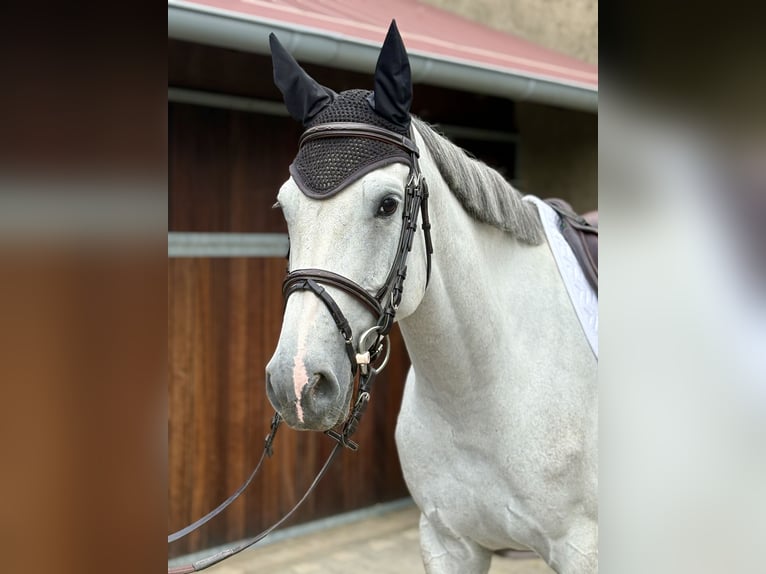 Deutsches Reitpferd Stute 4 Jahre 168 cm Schimmel in Rommerskirchen