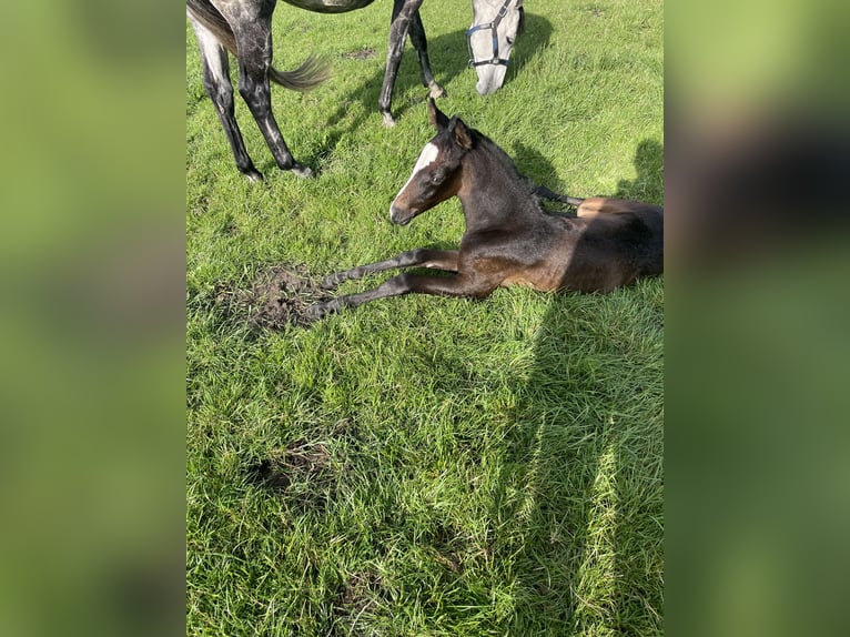 Deutsches Reitpferd Stute 4 Jahre 168 cm in Wildeshausen Deutsches Reitpferd Stute 4 Jahre 168 cm in Wildeshausen