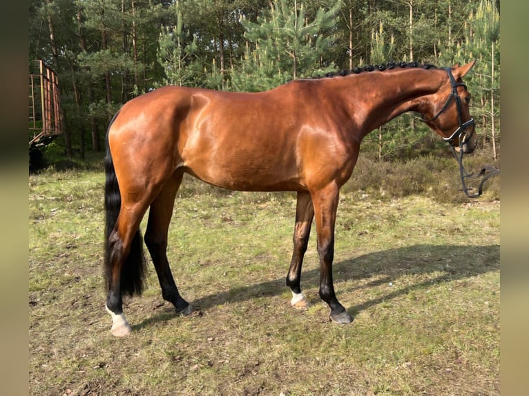 Deutsches Reitpferd Stute 4 Jahre 169 cm Brauner in Visselhövede