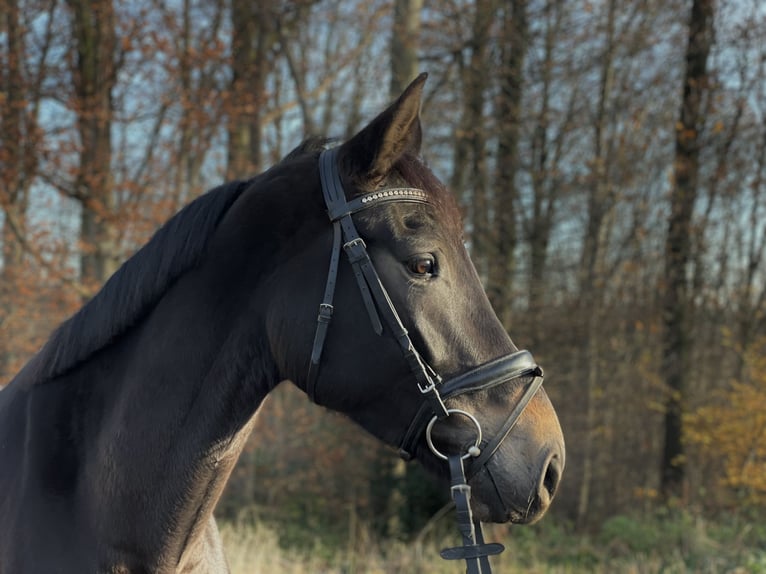 Deutsches Reitpferd Stute 4 Jahre 169 cm Dunkelbrauner in Overath