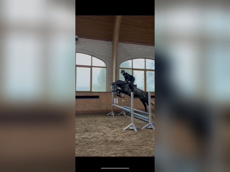 Deutsches Reitpferd Stute 4 Jahre 170 cm Apfelschimmel in Wittichenau