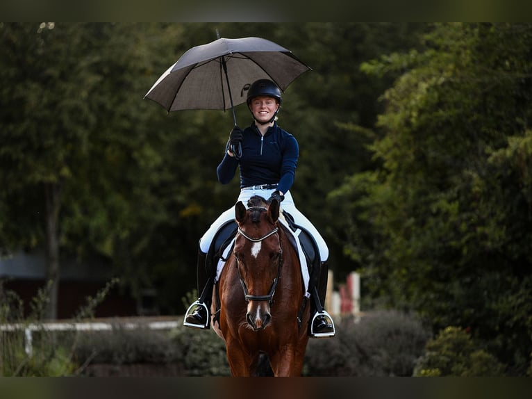 Deutsches Reitpferd Stute 4 Jahre 170 cm Brauner in Riedstadt