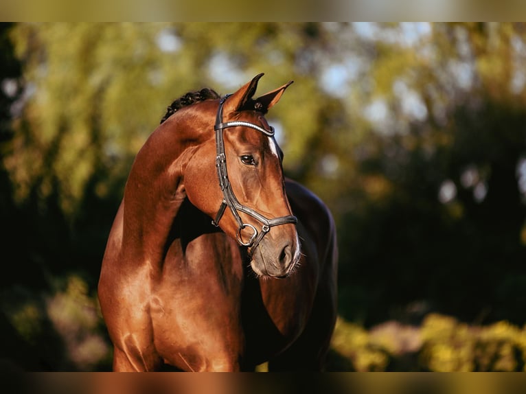 Deutsches Reitpferd Stute 4 Jahre 170 cm Brauner in Riedstadt