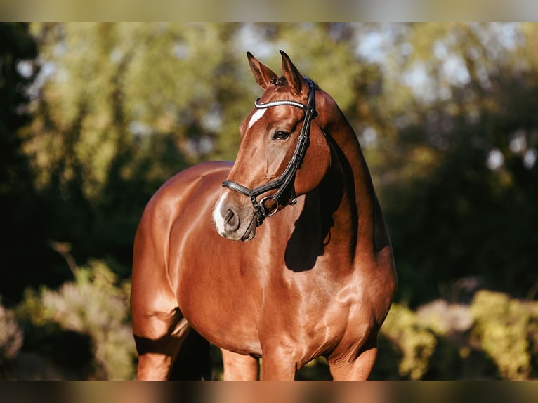 Deutsches Reitpferd Stute 4 Jahre 170 cm Brauner in Riedstadt