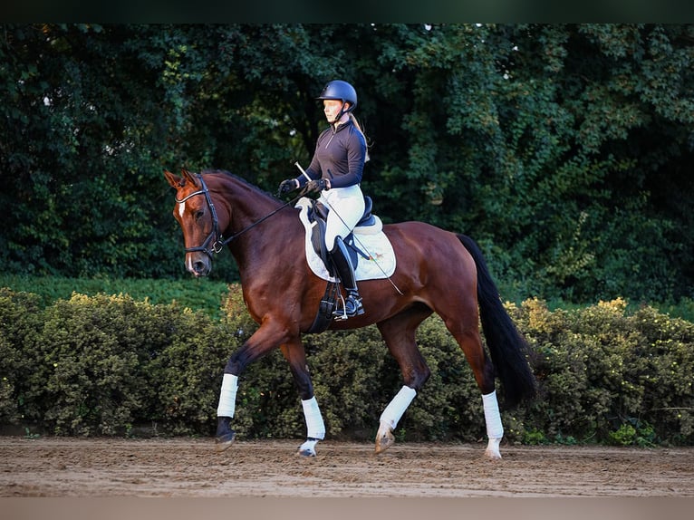 Deutsches Reitpferd Stute 4 Jahre 170 cm Brauner in Riedstadt