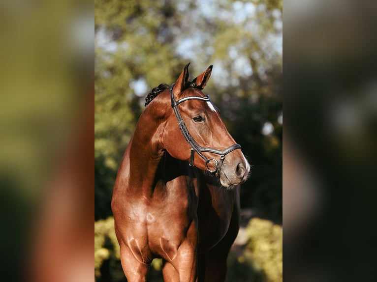 Deutsches Reitpferd Stute 4 Jahre 170 cm Brauner in Riedstadt