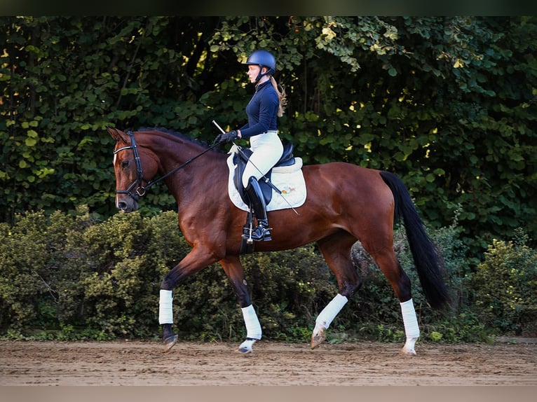 Deutsches Reitpferd Stute 4 Jahre 170 cm Brauner in Riedstadt