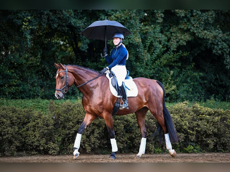 Deutsches Reitpferd Stute 4 Jahre 170 cm Brauner in Riedstadt