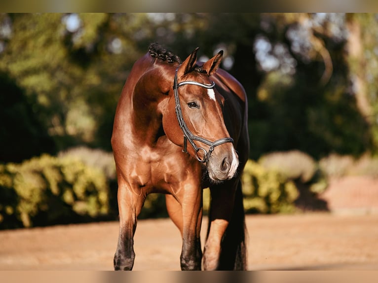 Deutsches Reitpferd Stute 4 Jahre 170 cm Brauner in Riedstadt
