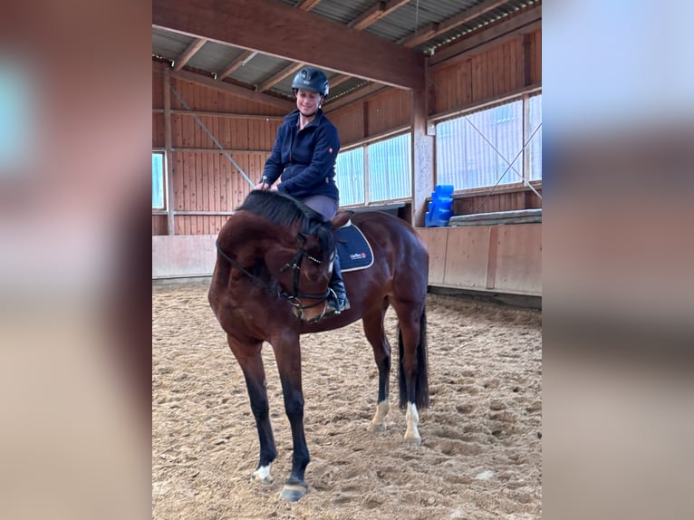 Deutsches Reitpferd Stute 4 Jahre 170 cm Brauner in Fuldatal