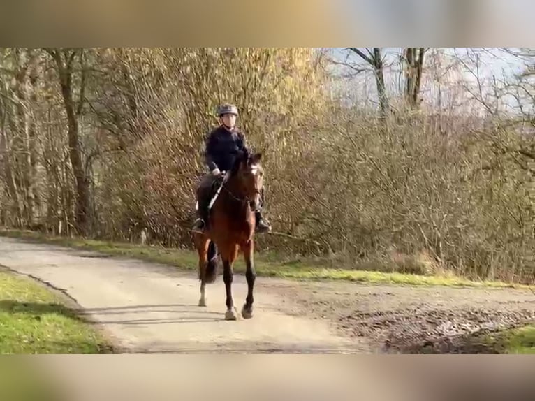 Deutsches Reitpferd Stute 4 Jahre 170 cm Brauner in Fuldatal